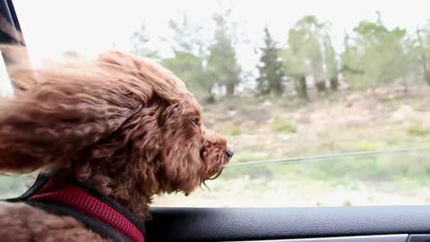 Cute dog having fun in the Car