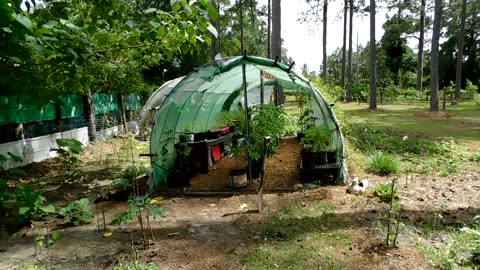 Trimming the super fast growing Royal Empress Paulownia Princess tree & feeding it to my goats