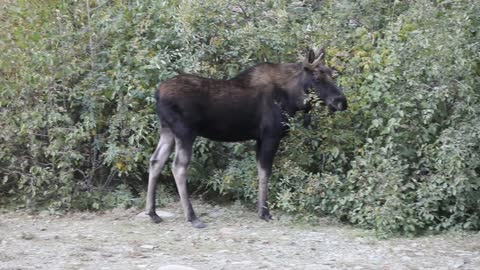 Silverton Mooses