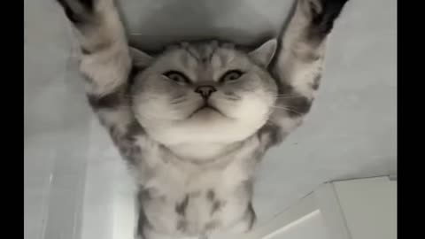 This cat is relax 😸