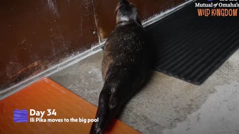 Orphaned Baby Seal Barks At Anyone Who Tries To Clean Her Bathtub | The Dodo Saving The Wild