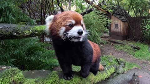 Red Panda Moshu Gently Enjoys Apple Treats