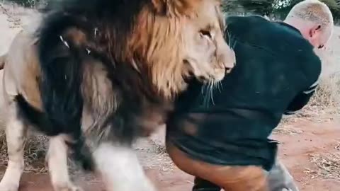 What happened the lion with man😱