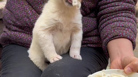 A small dog eating noodles.”