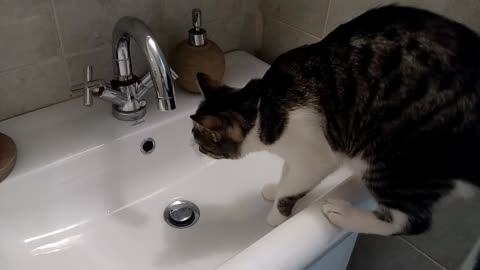 Cat obsessed with stealing hair ties