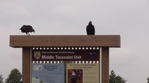 124 Toussaint Wildlife - Oak Harbor Ohio - Vultures Waiting For A Tablet To Dine