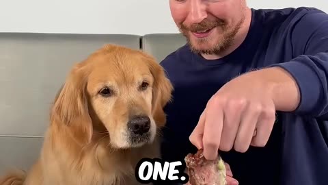 Feeding A Dog $1 vs $ 10,000 steak