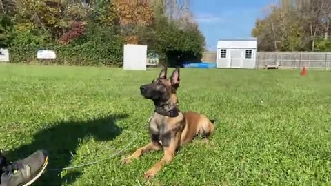 Dog training video