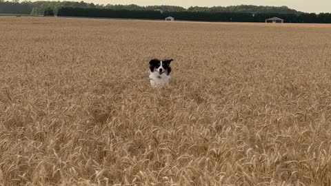 Australian Shepherd Frolics in the Wheat Field