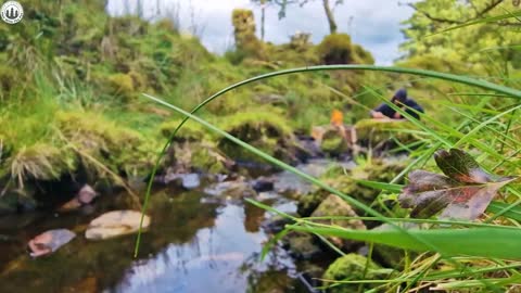 BAKING SNAILS 😉 all prepared in nature #asmr Cooking 🔥