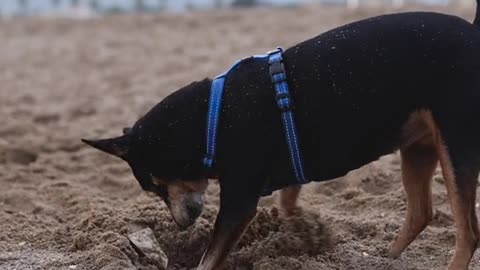 Dog 🐶🐕 is digging funny animal video