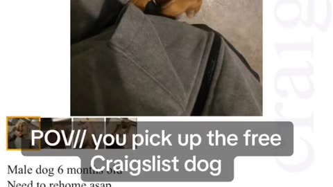 Picked up a free Craigslist dog...