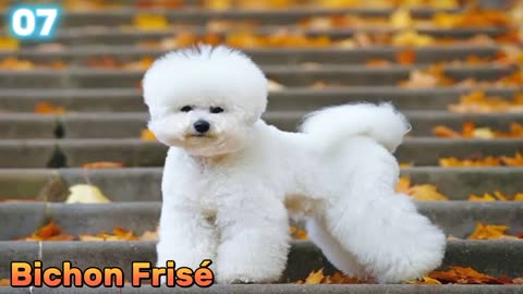 Top 10 Cutest Dog Breeds 🐕‍🦺🦮🐕 -- Cute Dogs And Puppies