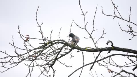 Star Bird Sit Branch Feather Plumage Wing