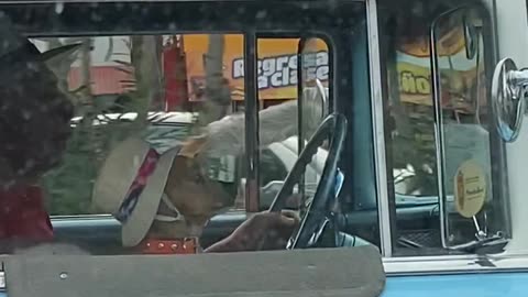 Dog Wears a Sun Hat While Riding in a Classic Car