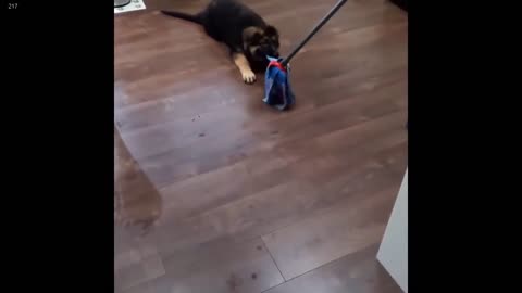 German shepherd puppy playing