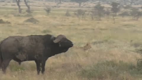 Lions vs Buffalo- Watch the World’s Toughest Buffalo Battle