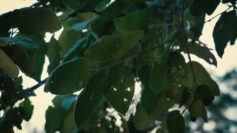 Sunlight passing through the leaves of a tree