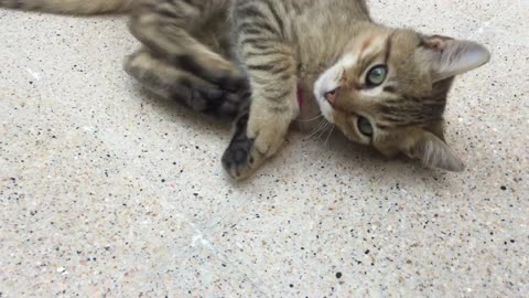 My cat plays with his favorite plastic ball he loves