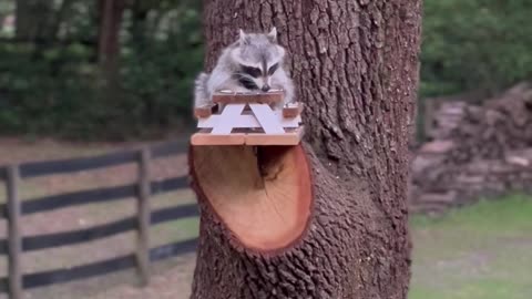 Raccoon Feasts at Little Picnic Table