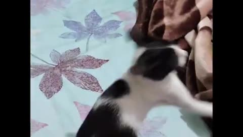 Mew ka jawani🤣🤣😂 মিউ কা যাওয়ানি🤣🤣 must watch #cat #kids #shorts