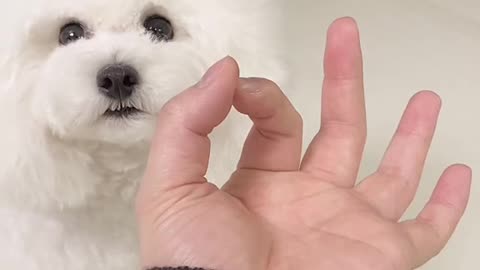 One size fits all(ARA) #woah #woahchallege #foryou #fyp #meme #tiktok #틱톡 #이아라 #pet #dog