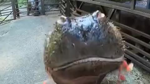 A Hippo Eating Watermelon