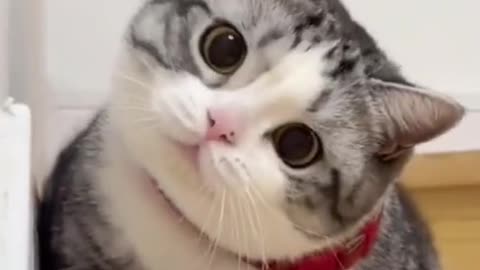 Funny Cats Videos - Cute Videos