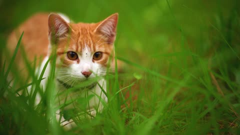 White and Red Feline Lying Among The Grasses Seen Very Close