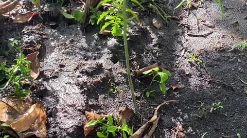 Look at my tomatoes growing