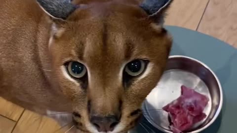 Caracal cat a lau breakfast