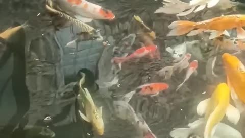 koi Fish