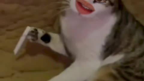 funny video of cat smoking cigarette