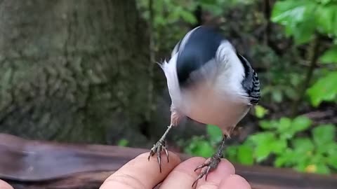 Feeding Wild Birds Like A Disney Princess