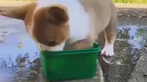 Cute Funny Dog Video..