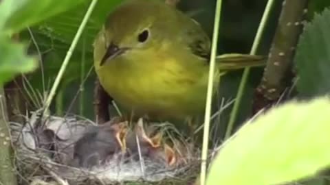 Baby and mother love\\//#birds #birdsofindia baby #loveandhiphop