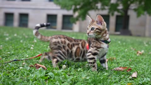 Bengal kitten touches grass for the first time