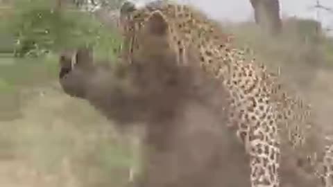 Leopard_Ambushes_Warthog!(360p