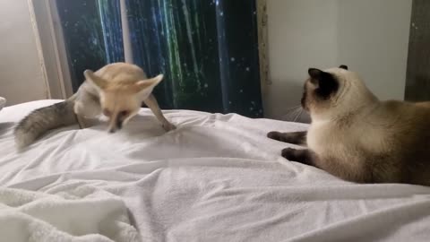 Sand fox vs Siamese cat