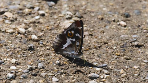 Butterfly Eating The Sand