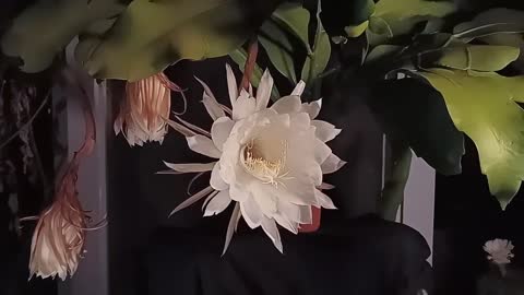 曇花綻開 Queen of the night flower（Epiphyllum）