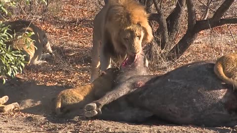 Male Lions Aggressively Attack Females During Feeding Time