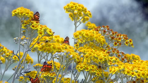 Butterfly named Vanesa Cardui on Yellow Flowers