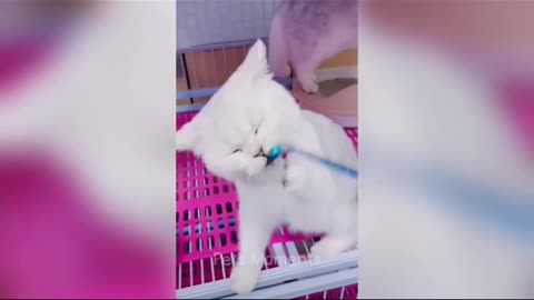 Adorable Kittens Turn Pet Store Cage into Playful Wonderland! (1)