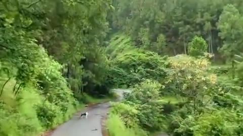 Very beautiful scenery Relaxing vedio #trending vedio #ramble vedio Short