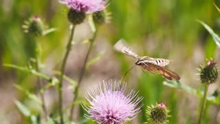 Butterfly Feeds On Nectar