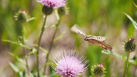 Butterfly Feeds On Nectar