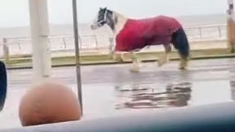 Runaway Horse on the Loose in Blackpool