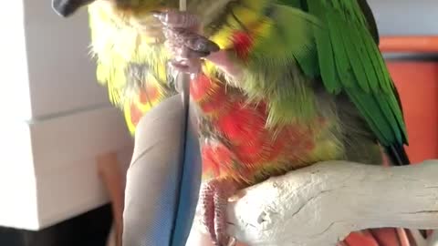 Smart pet bird