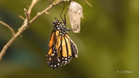 The life cycle of a Butterfly